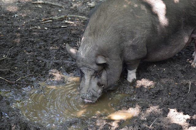 火箭队拿到 火箭队拿到