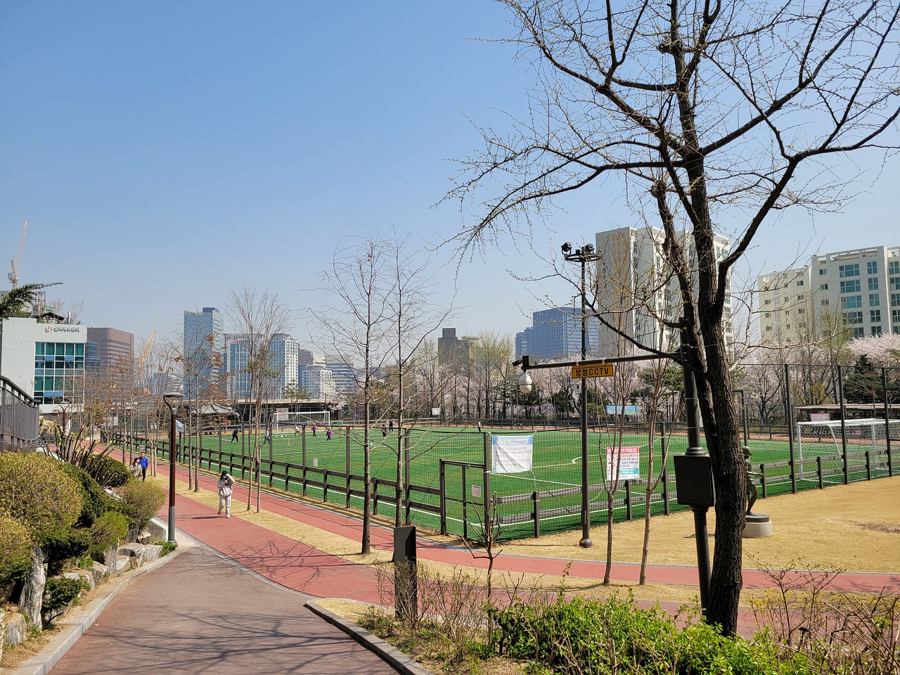 的成熟化也 的成熟化也